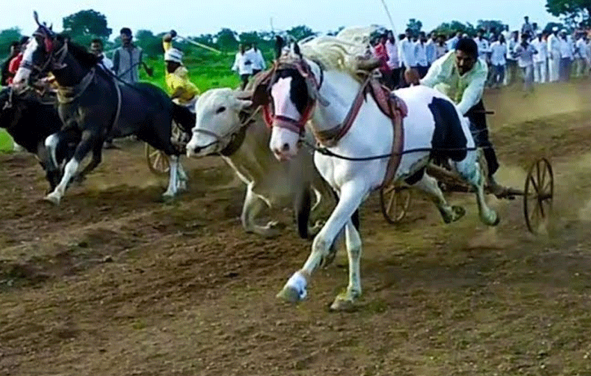  बैल, घाट, घोडी सज्ज घोडेस्वाराची प्रतीक्षाबैलगाडा मालक तयारीत : शिरूर तालुक्यात बैलगाडा घाटाचे सुशोभीकरण सुरू