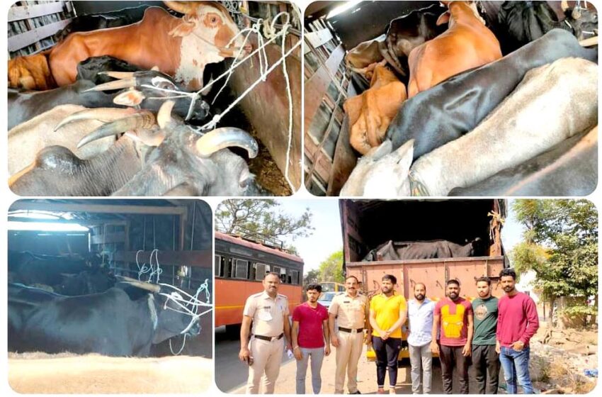  पोलीस आणि गोरक्षकांनी सात गायींसह नऊ जनावरांची बेकायदा वाहतूक रोखलीयेणवे गावातातील प्रकार; अंधाराचा फायदा घेत टेम्पोचालक व त्याचा साथीदार पसार