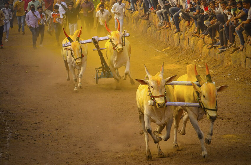  बैलगाडा शर्यतींवरील बंदी शिथिल करण्याचे जिल्हाधिकारी डॉ. राजेश देशमुख यांचे निर्देश