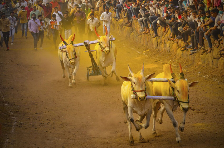  बैलगाडा शर्यतींच्या परवानगीवर फेरविचार; शर्यती पुन्हा बंद होणार का?‘पेटा’ची सर्वोच्च न्यायालयात याचिका दाखल