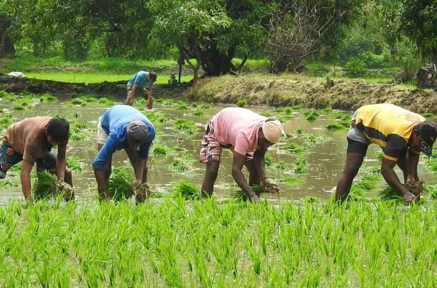  खेड तालुक्यात समाधानकारक पाऊस; भात लागवडीची कामे अंतिम टप्प्यात